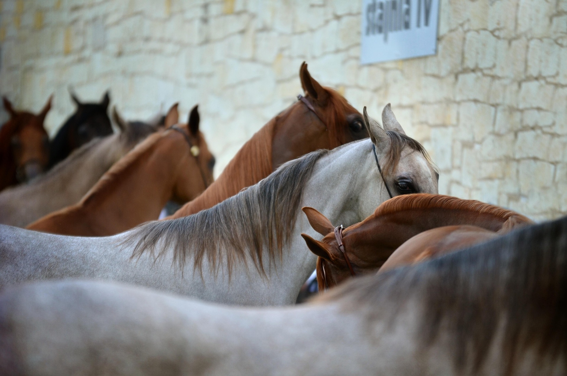 Equi_Heliroyal_horse_shampoo_horses